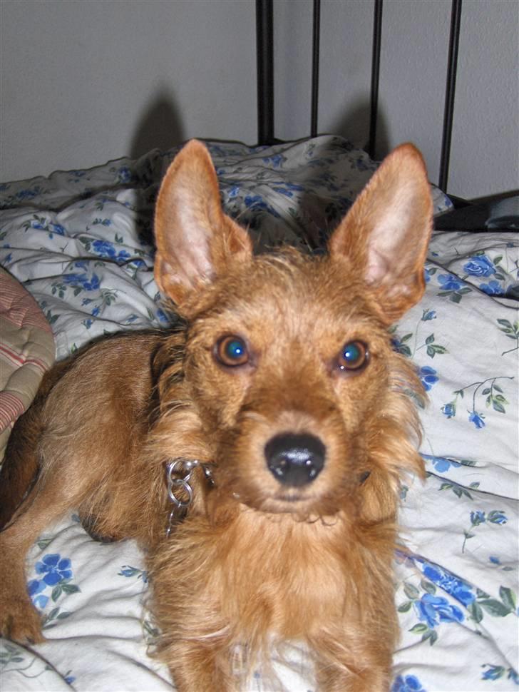 Blanding af racer Bounty billede 18