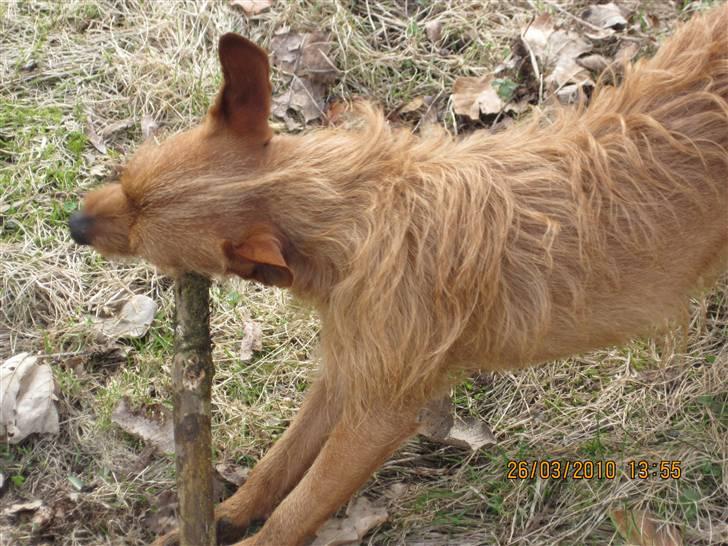 Blanding af racer Bounty billede 19