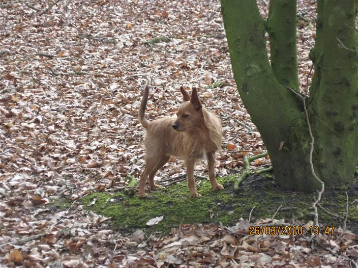 Blanding af racer Bounty billede 20