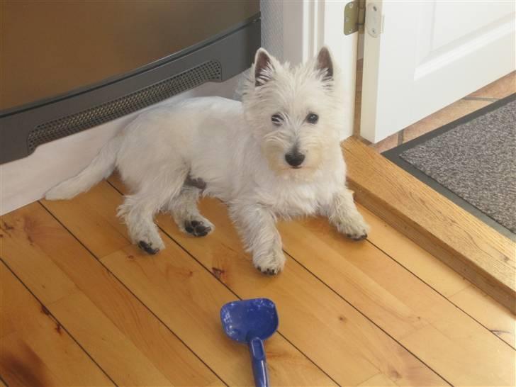 West highland white terrier Max billede 8