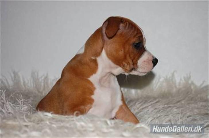 Staffordshire bull terrier Staff Royals  Get Lucky( Mika) billede 12