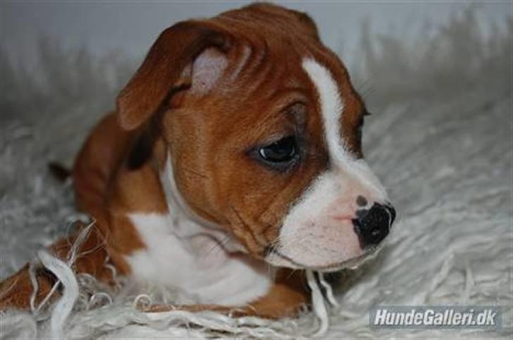 Staffordshire bull terrier Staff Royals  Get Lucky( Mika) billede 13