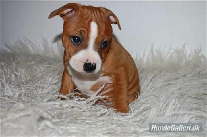 Staffordshire bull terrier Staff Royals  Get Lucky( Mika) billede 14