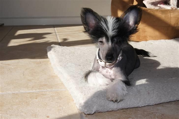 Chinese crested hårløs "Zimba" Valentin Knudsen - jeg ligger lige stille i 1 sekund til ære for fotografen billede 1