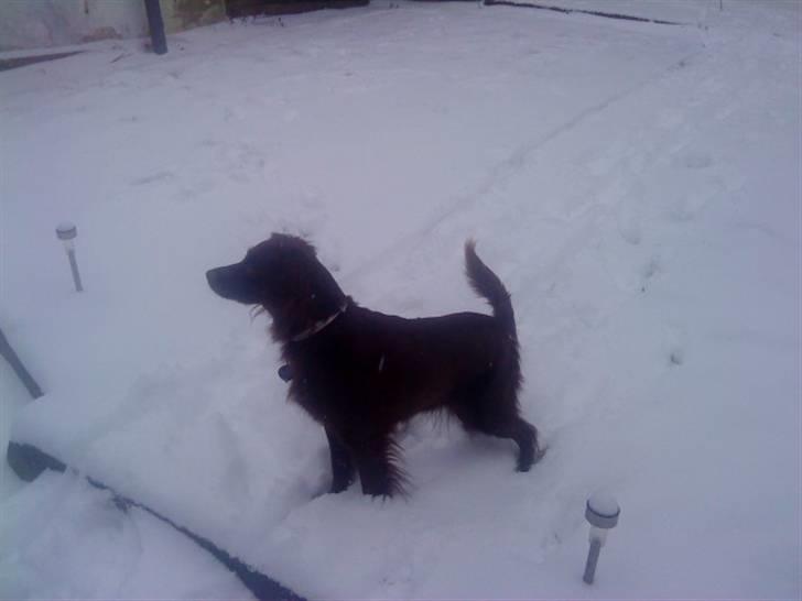 Irsk setter smut billede 1