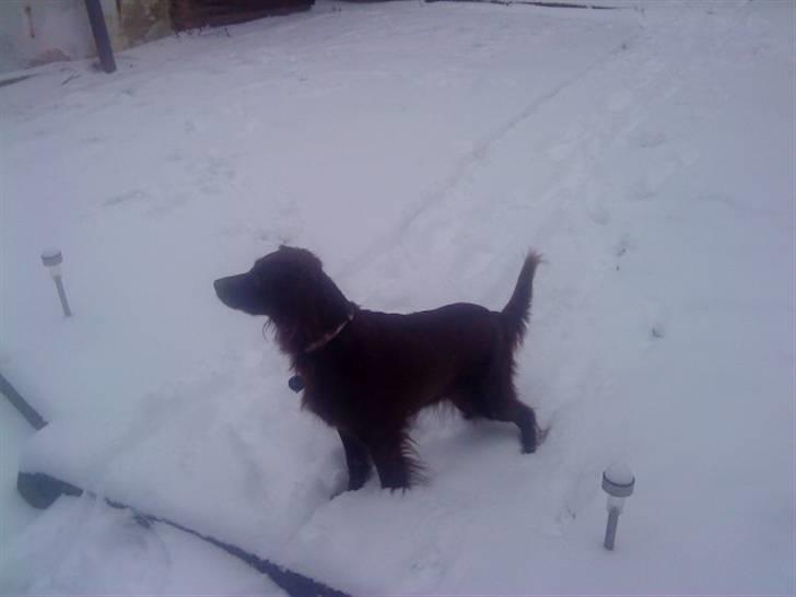 Irsk setter smut billede 2