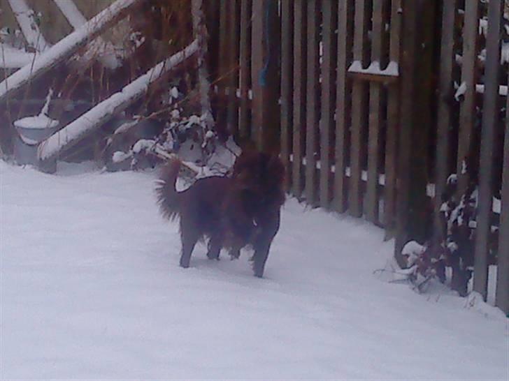 Irsk setter smut billede 3