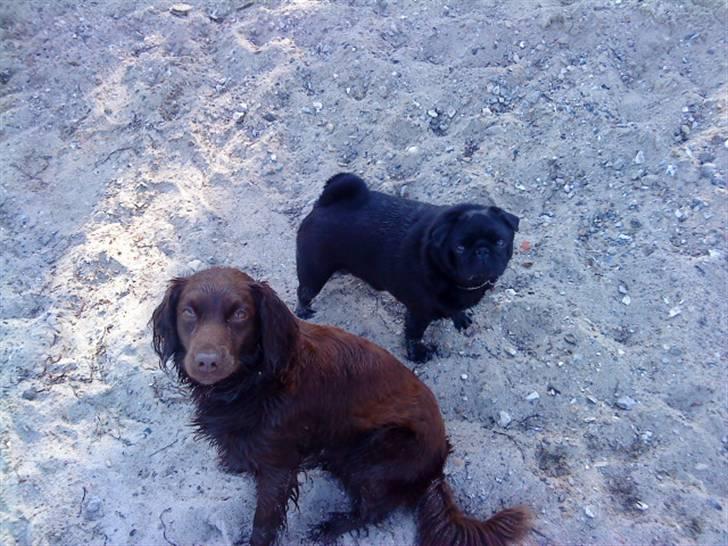 Irsk setter smut billede 4