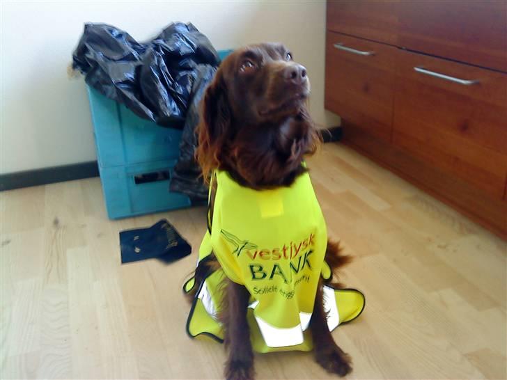 Irsk setter smut billede 5