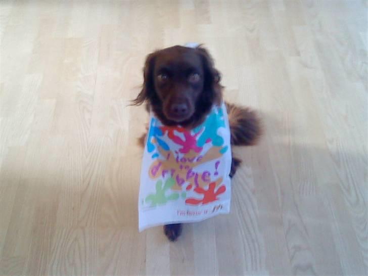 Irsk setter smut billede 6