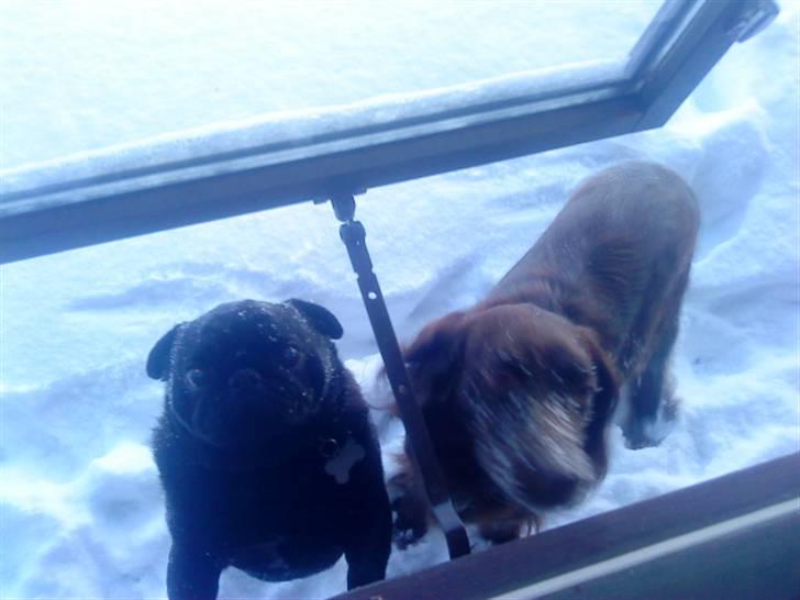 Irsk setter smut billede 7