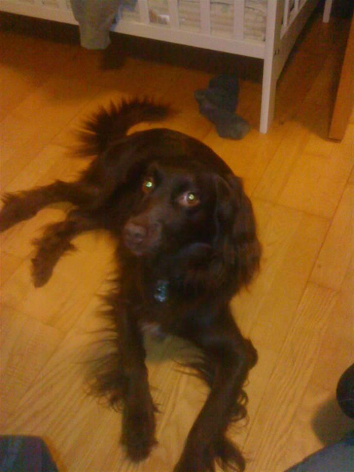 Irsk setter smut billede 8