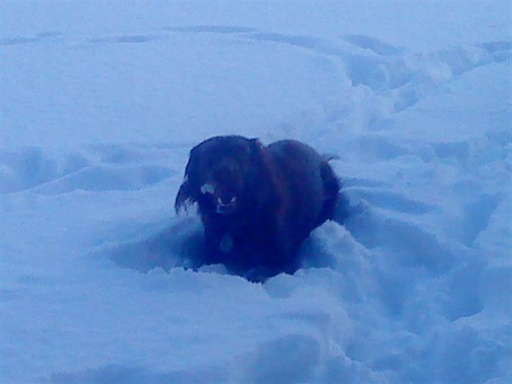 Irsk setter smut billede 9