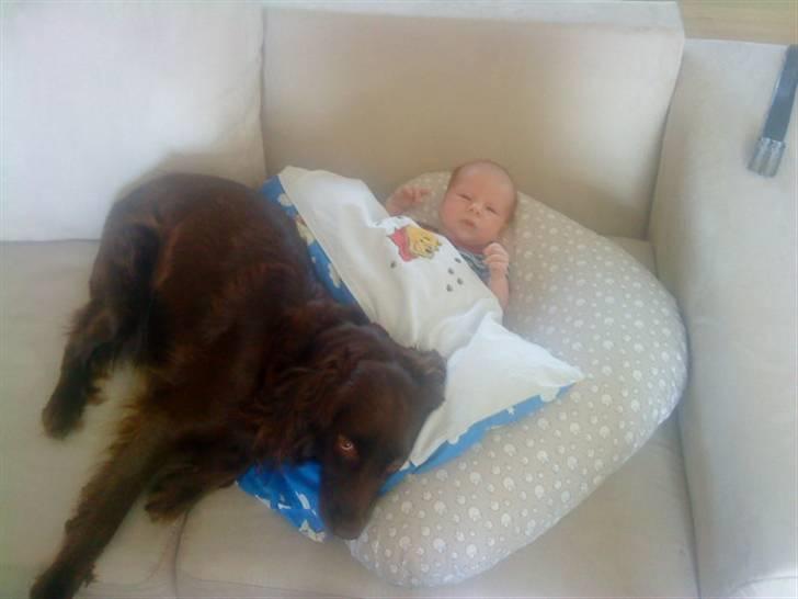 Irsk setter smut billede 10