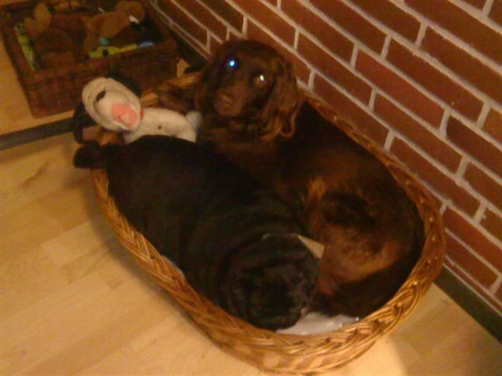 Irsk setter smut billede 11