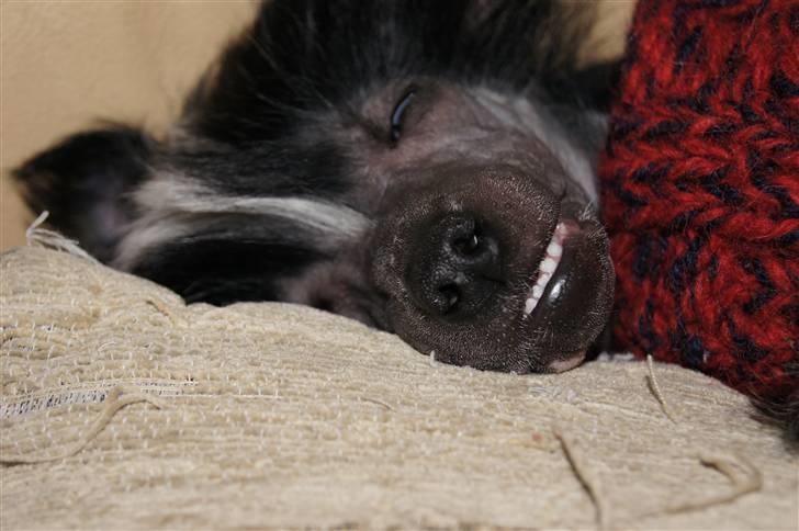 Chinese crested hårløs "Zimba" Valentin Knudsen - Jeg snork sover billede 3