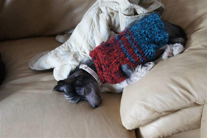 Chinese crested hårløs "Zimba" Valentin Knudsen - hvem ville ikke stå på hovedet for en god lur? billede 4