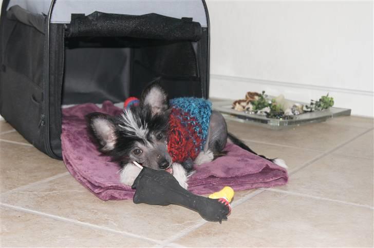 Chinese crested hårløs "Zimba" Valentin Knudsen - Gnaver lige lidt i min yndlings fugl billede 5