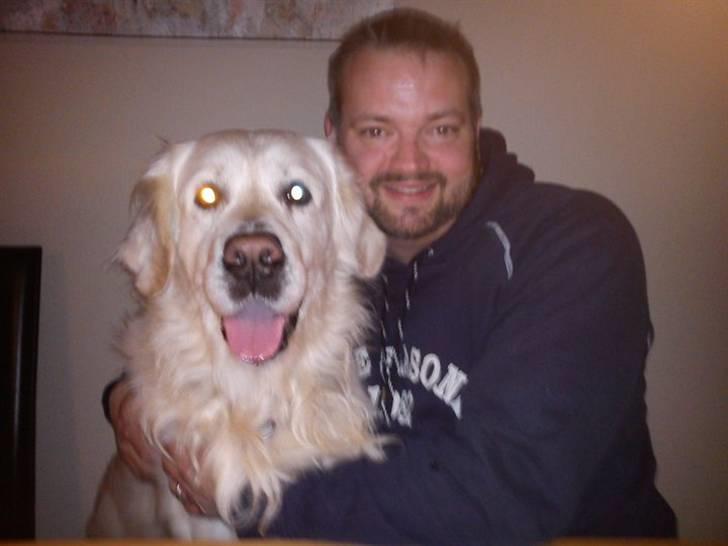 Golden retriever Chester billede 1