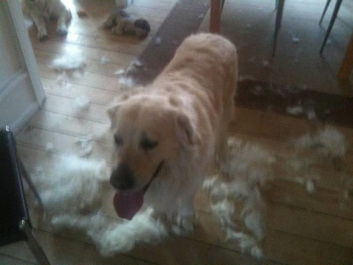 Golden retriever Chester billede 2