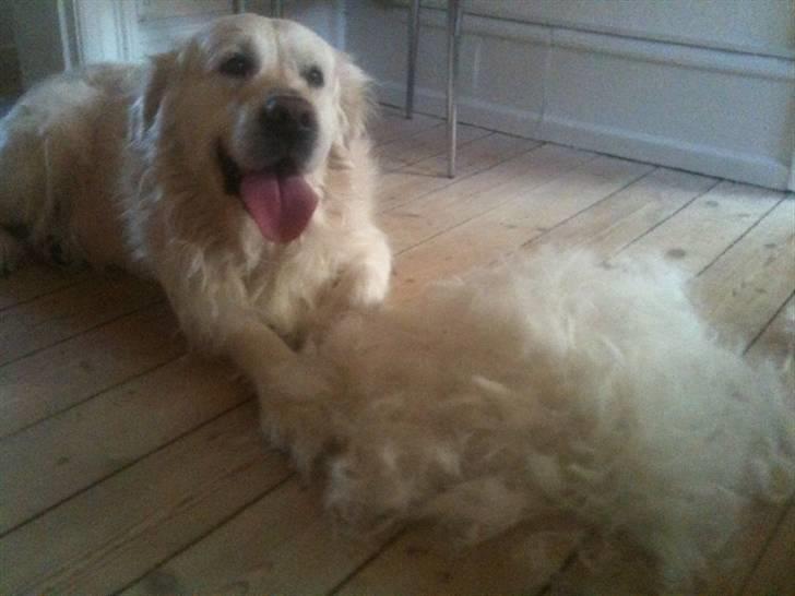 Golden retriever Chester billede 3