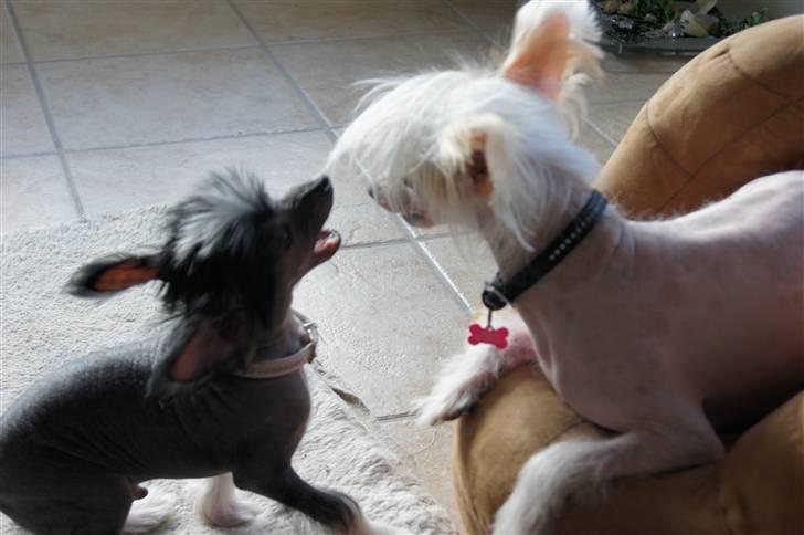 Chinese crested hårløs zaffi billede 10