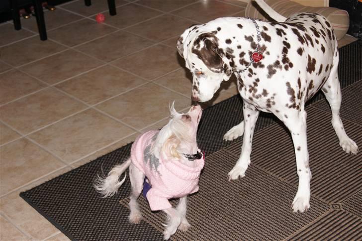 Chinese crested hårløs zaffi billede 11