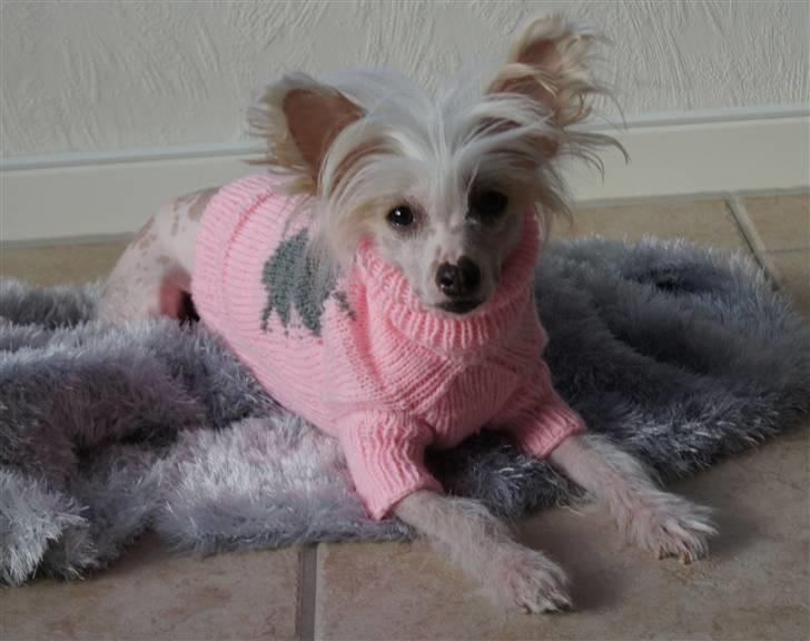 Chinese crested hårløs zaffi billede 12
