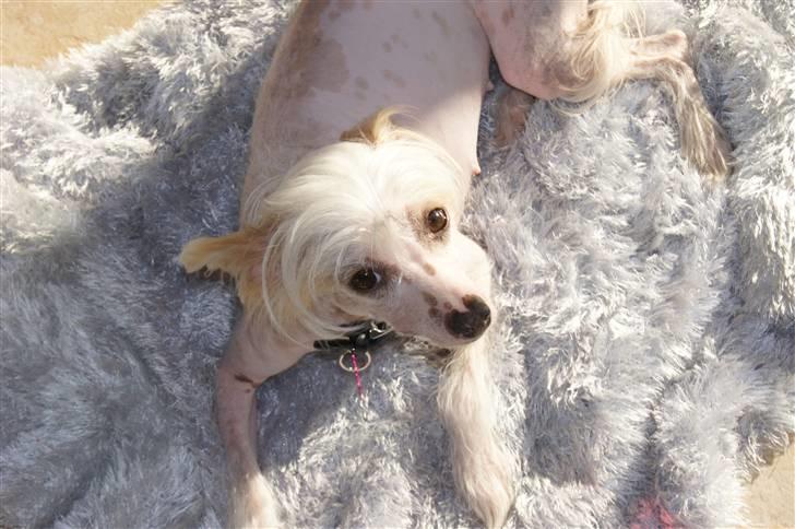 Chinese crested hårløs zaffi billede 13