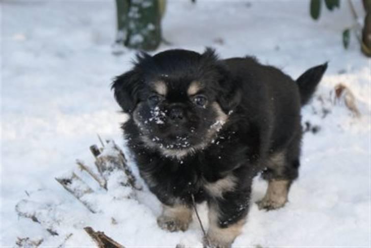 Tibetansk spaniel Cody billede 1