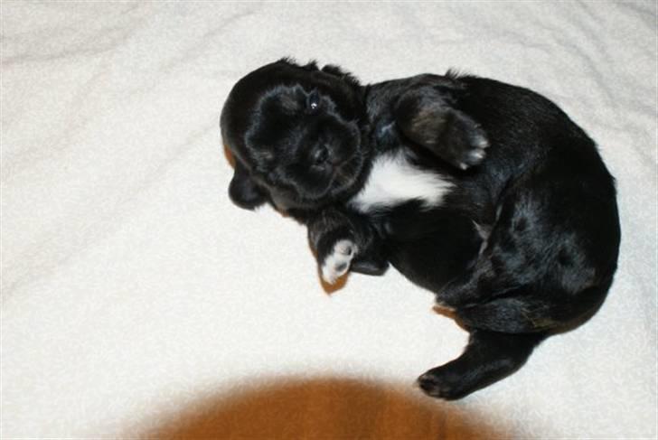 Tibetansk spaniel Cody - CODY 14 Dage billede 2