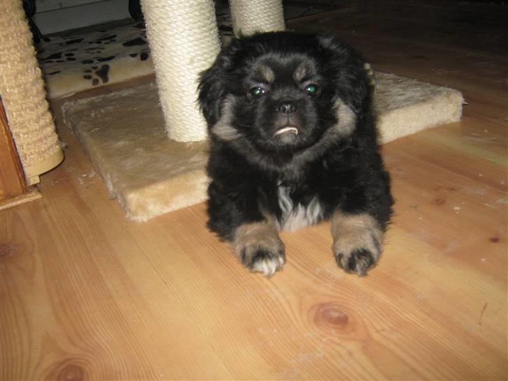 Tibetansk spaniel Cody billede 3