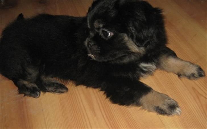 Tibetansk spaniel Cody billede 4