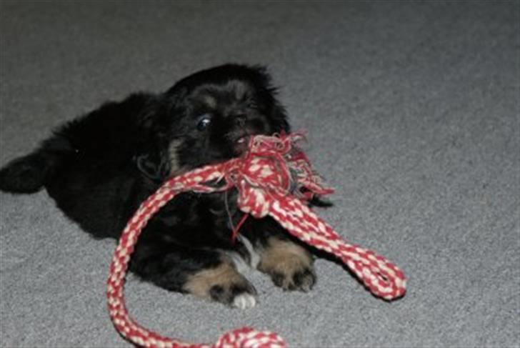 Tibetansk spaniel Cody billede 6