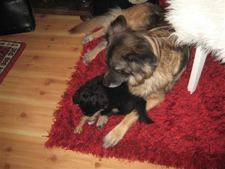 Tibetansk spaniel Cody billede 7