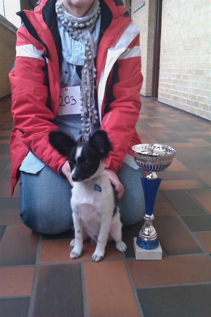 Papillon Luca - hejsa her kan i se hvor dygtig jeg er billede 7