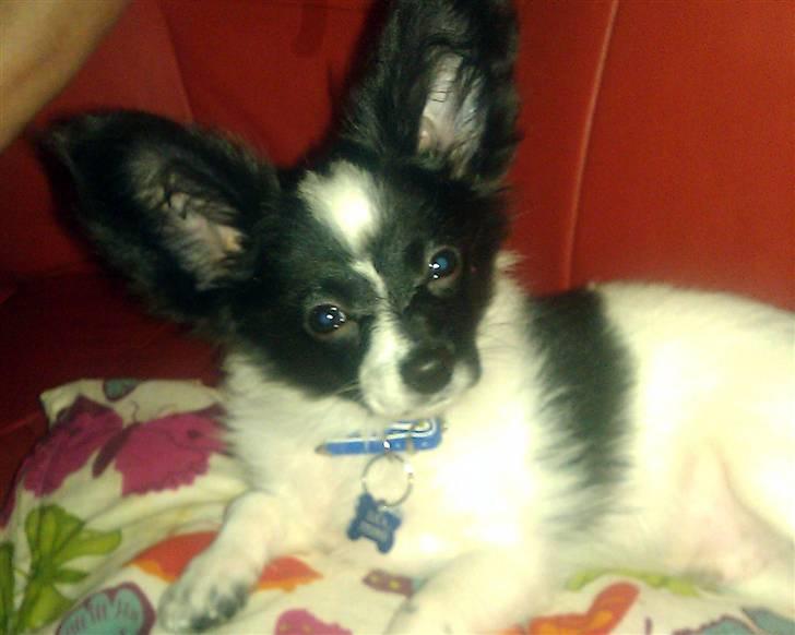 Papillon Luca billede 8