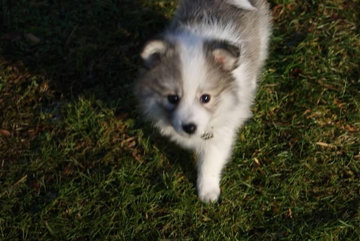 Blanding af racer Malou <3 billede 11