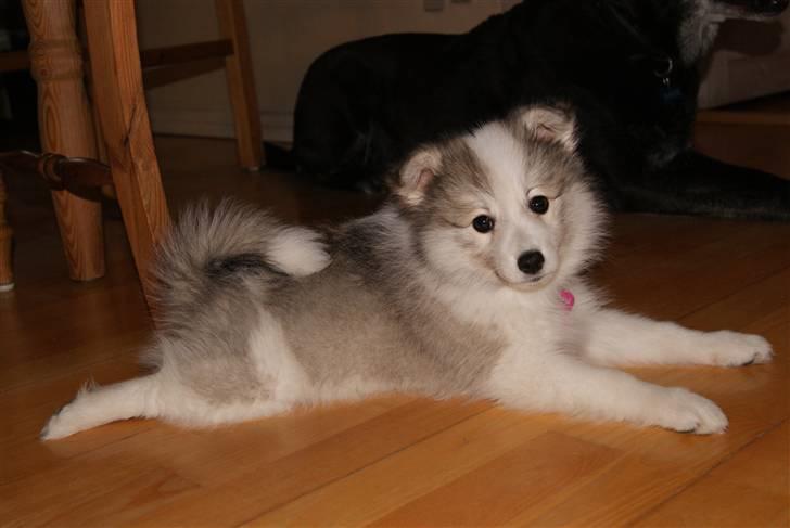 Blanding af racer Malou <3 billede 12