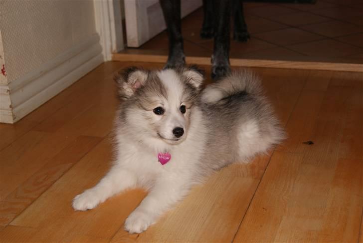 Blanding af racer Malou <3 billede 14