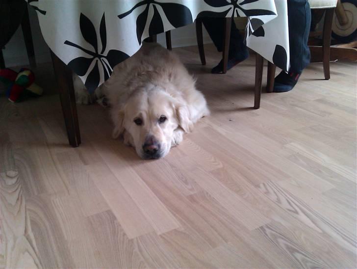 Golden retriever Chester billede 4