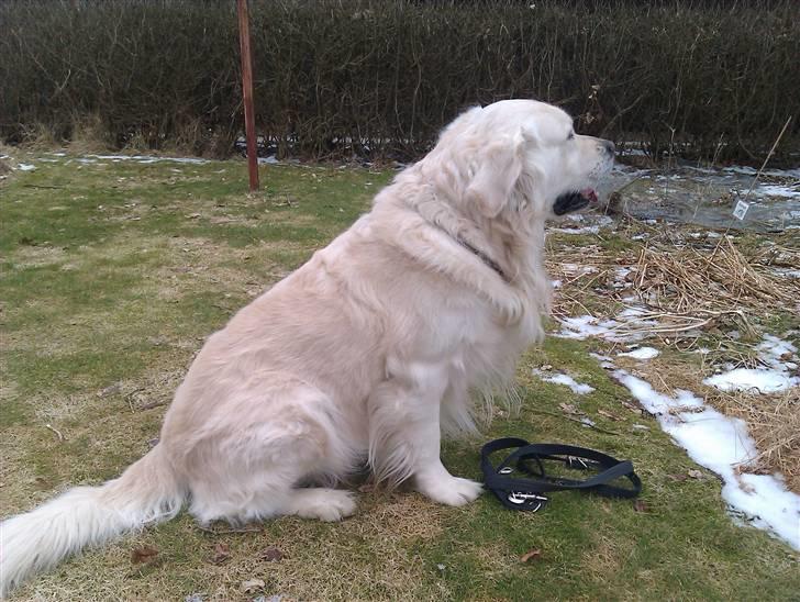 Golden retriever Chester billede 5