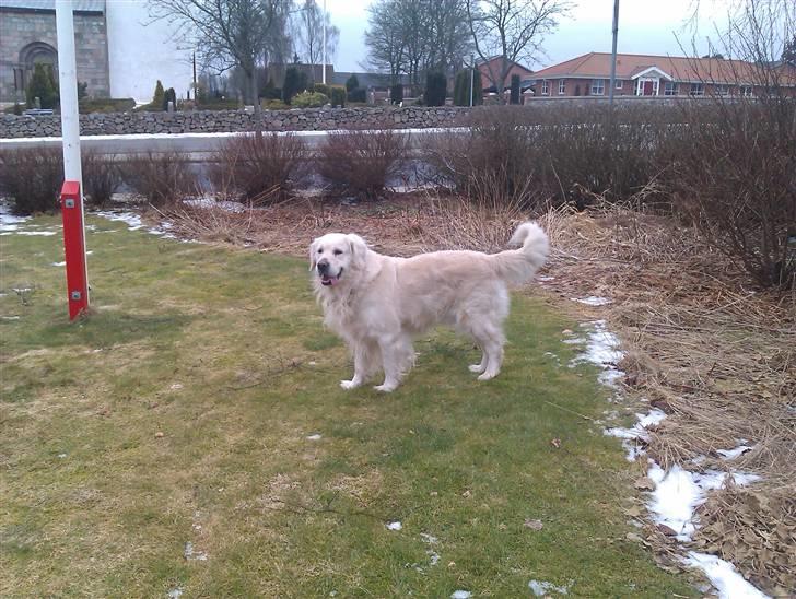 Golden retriever Chester billede 6