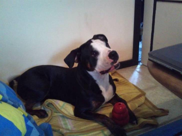 Blanding af racer tyson billede 6