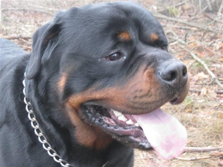 Rottweiler Balder billede 2