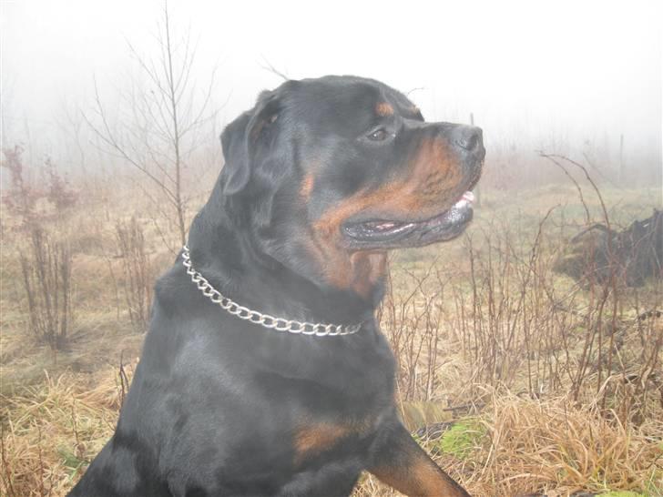 Rottweiler Balder billede 3