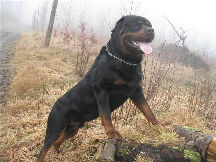 Rottweiler Balder billede 4