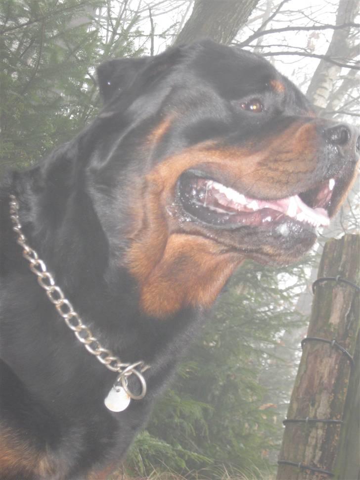 Rottweiler Balder billede 5