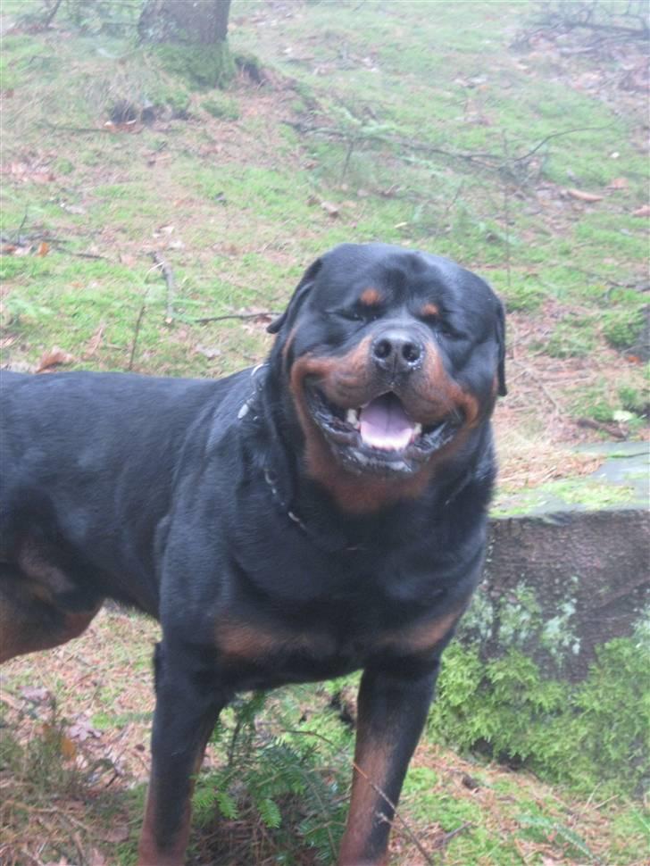 Rottweiler Balder billede 6