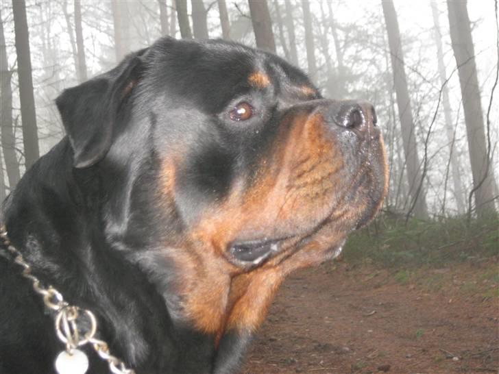 Rottweiler Balder billede 7